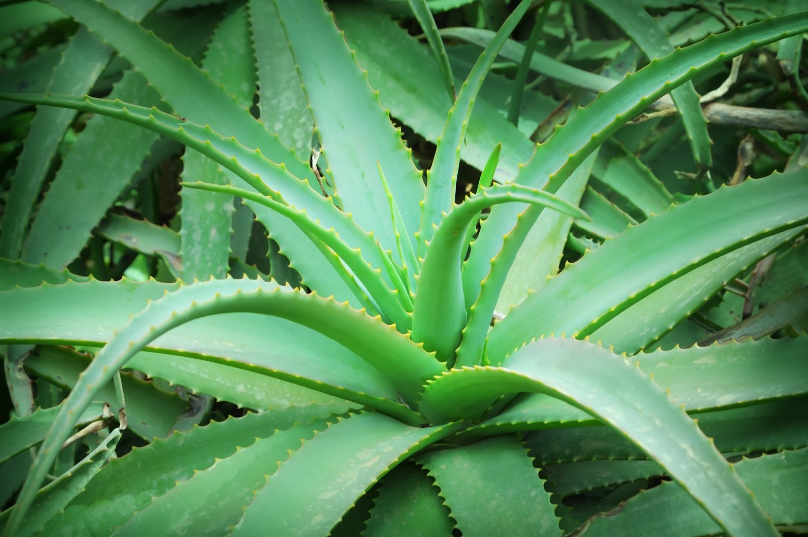 Aloe: how to care for a plant